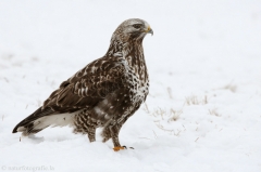 411 Rauhfußbussard - Buteo lagopus